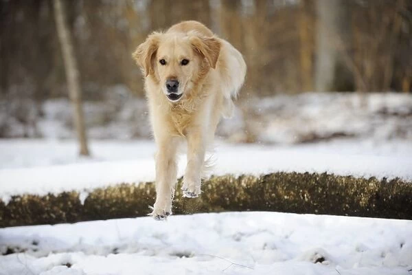 DOG. Golden retriever jumping over snow covered branch