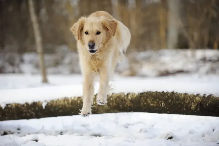 Framed Print : DOG. Golden retriever jumping over snow covered branch Framed Print : DOG. Golden retriever jumping over snow covered branch
