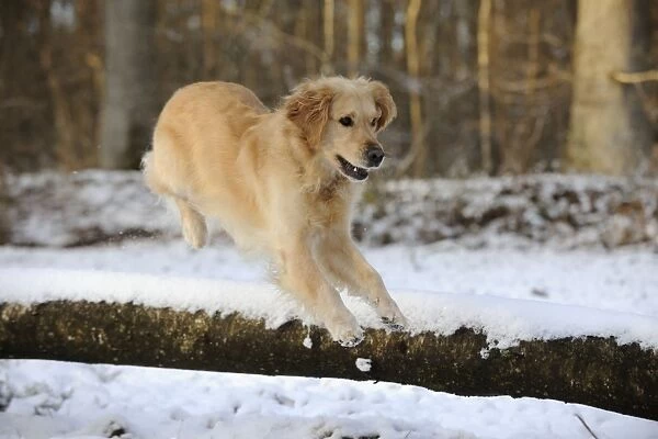DOG. Golden retriever jumping over snow covered branch