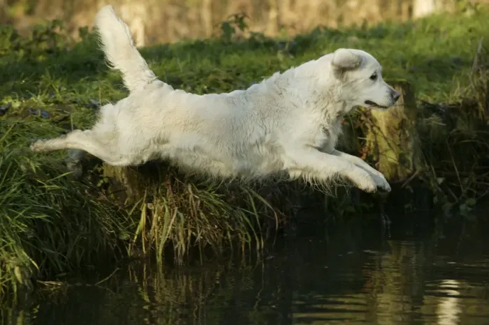 Framed Print : Dog - Golden Retriever, jumping into water Framed Print : Dog - Golden Retriever, jumping into water