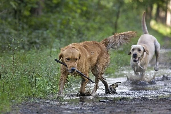 Dog - Golden Retriever and Labrador - running through muddy puddles in forest