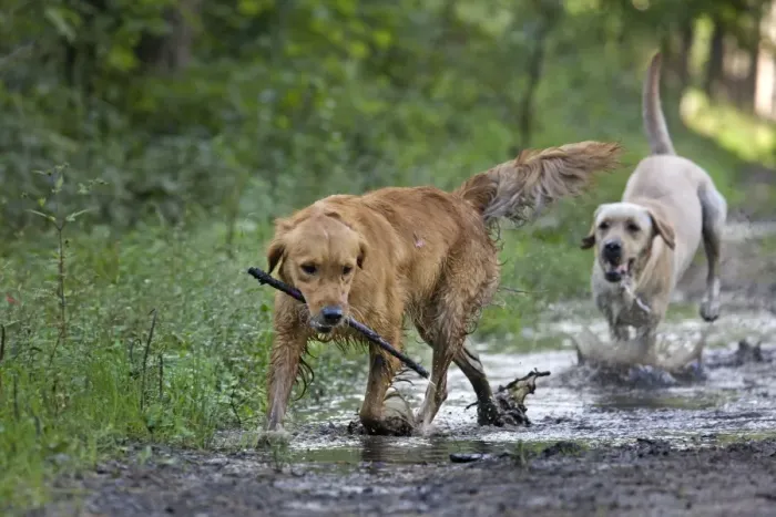 Framed Print : Dog - Golden Retriever and Labrador - running through muddy puddles in forest Framed Print : Dog - Golden Retriever and Labrador - running through muddy puddles in forest