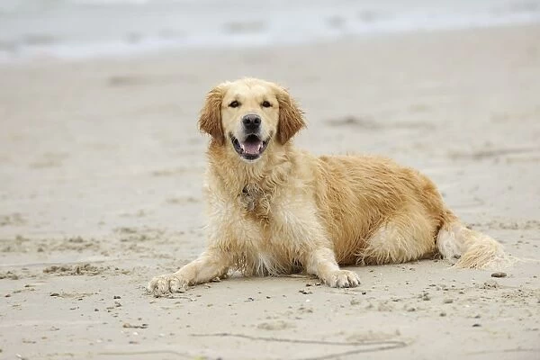 DOG. Golden retriever laying on beach