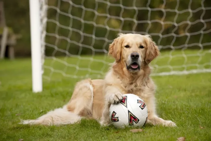 Framed Print : DOG - Golden retriever laying in goal with a football