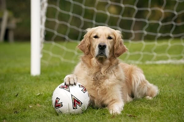 DOG - Golden retriever laying in goal with a football