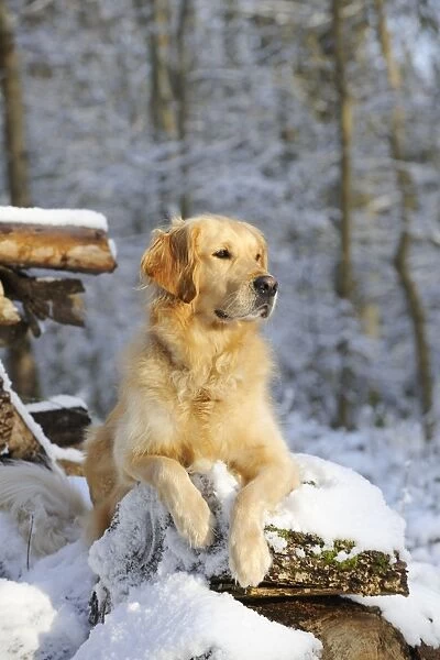 DOG. Golden retriever laying on snow covered logs