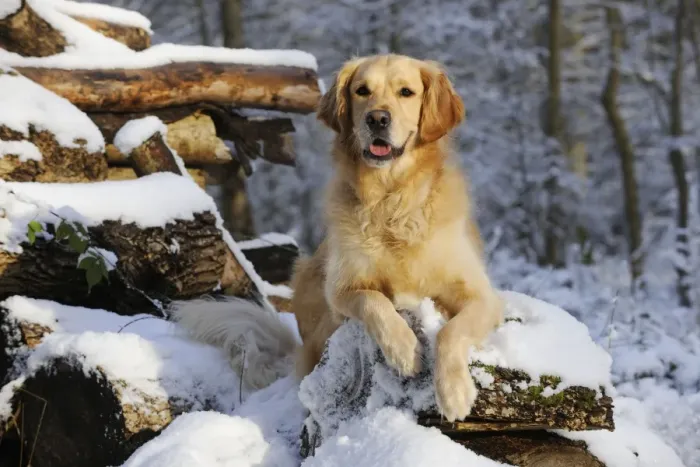 Framed Print : DOG. Golden retriever laying on snow covered logs Framed Print : DOG. Golden retriever laying on snow covered logs