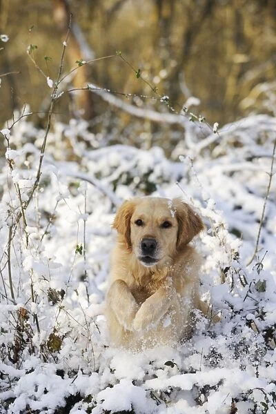 DOG. Golden retriever leaping through snow