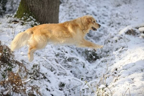 DOG. Golden retriever leaping through the snow