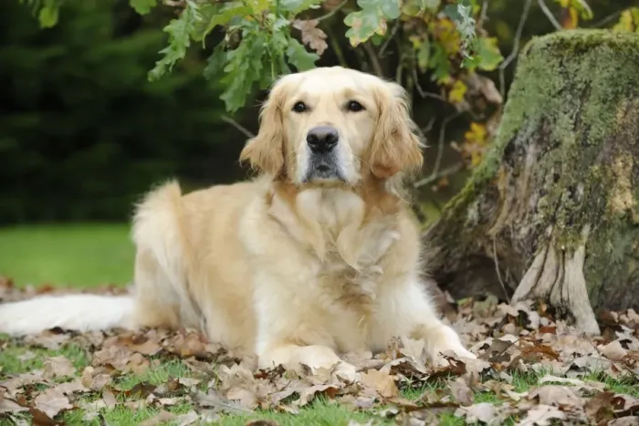 Framed Print : DOG. Golden retriever in leaves Framed Print : DOG. Golden retriever in leaves