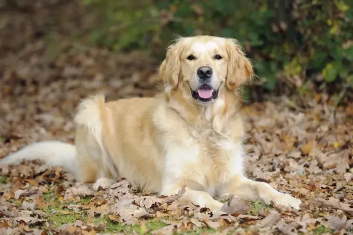 Framed Print : DOG. Golden retriever in leaves Framed Print : DOG. Golden retriever in leaves