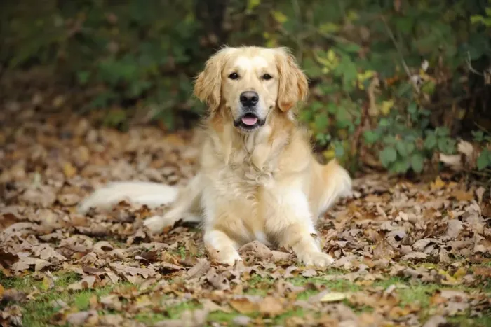 Framed Print : DOG. Golden retriever in leaves Framed Print : DOG. Golden retriever in leaves