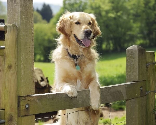 DOG. Golden retriever looking over fence