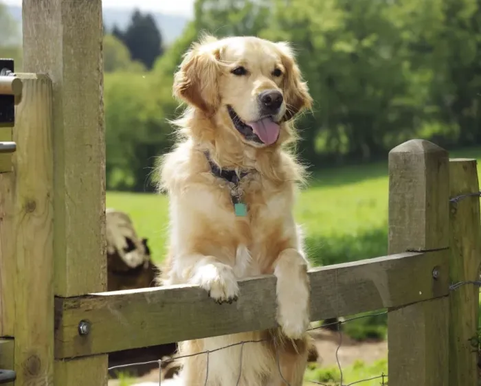 Framed Print : DOG. Golden retriever looking over fence Framed Print : DOG. Golden retriever looking over fence