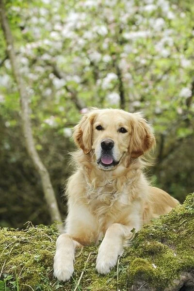 DOG. Golden retriever looking over tree root