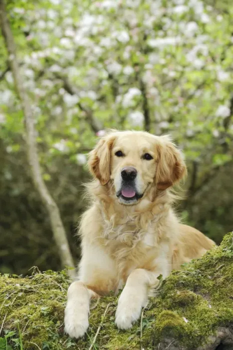 Framed Print : DOG. Golden retriever looking over tree root Framed Print : DOG. Golden retriever looking over tree root