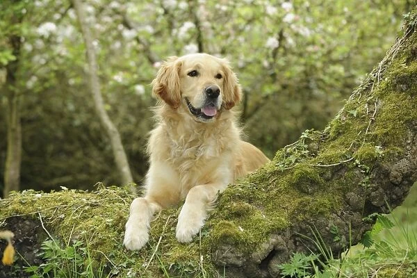 DOG. Golden retriever looking over tree root