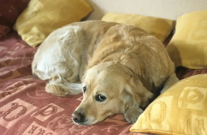 Framed Print : Dog - Golden Retriever lying down Framed Print : Dog - Golden Retriever lying down