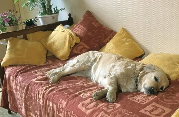 Dog - Golden Retriever lying down