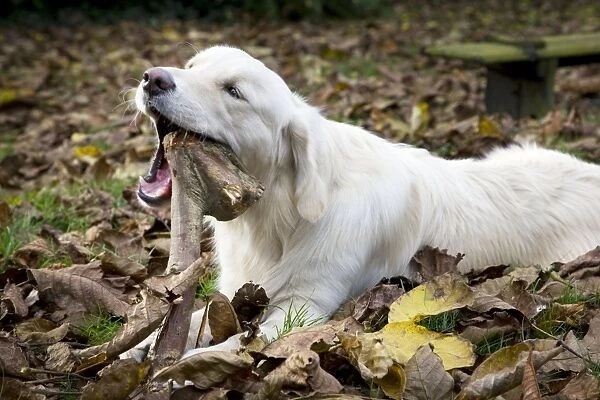 Dog - Golden Retriever lying down in autumn leaves chewing on a stick