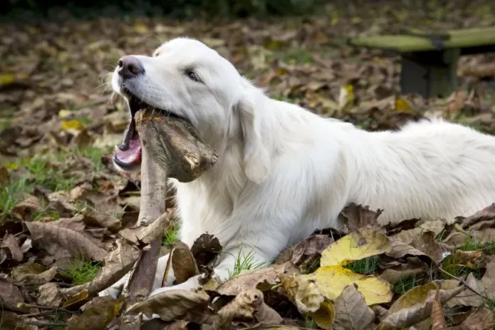 Framed Print : Dog - Golden Retriever lying down in autumn leaves chewing on a stick Framed Print : Dog - Golden Retriever lying down in autumn leaves chewing on a stick