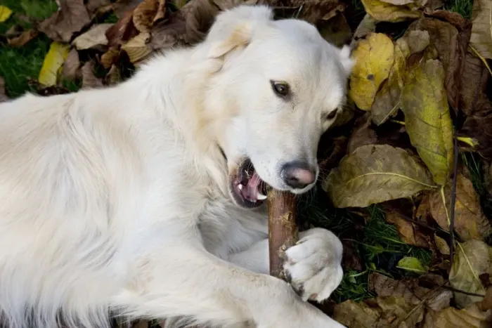Framed Print : Dog - Golden Retriever lying down in autumn leaves chewing on a stick Framed Print : Dog - Golden Retriever lying down in autumn leaves chewing on a stick