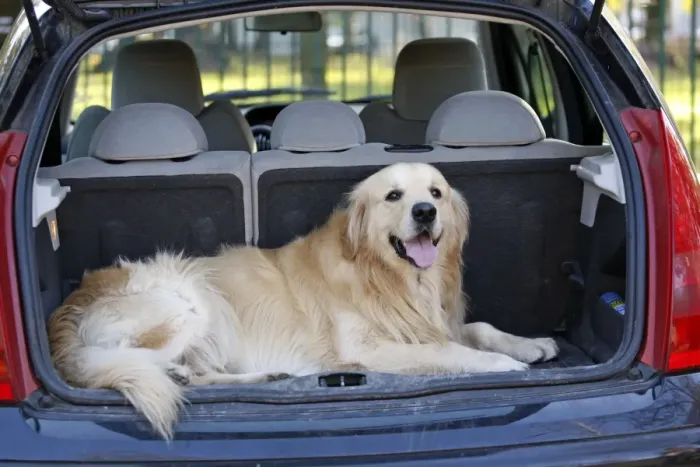 Framed Print : Dog - Golden Retriever lying in boot of car