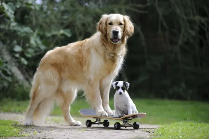 Framed Print : DOG. Golden retriever and parson jack russell terrier puppy on skateboard Framed Print : DOG. Golden retriever and parson jack russell terrier puppy on skateboard