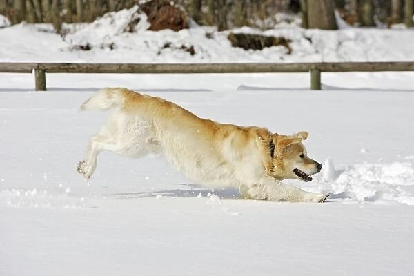 Dog - Golden Retriever - playing in deep snow