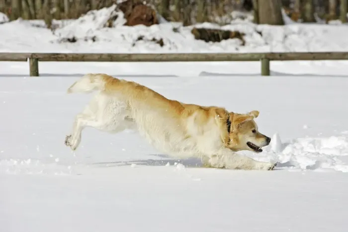 Framed Print : Dog - Golden Retriever - playing in deep snow Framed Print : Dog - Golden Retriever - playing in deep snow