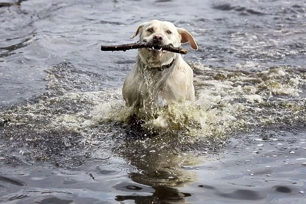 Dog - Golden Retriever - playing in pond with stick