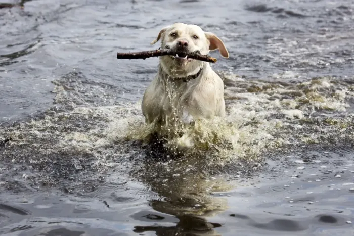 Framed Print : Dog - Golden Retriever - playing in pond with stick Framed Print : Dog - Golden Retriever - playing in pond with stick