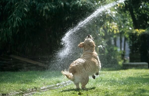 Dog - Golden Retriever - playing with water from garden hose