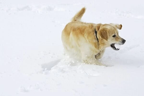 Dog - Golden Retriever - playing wit snowball in deep snow