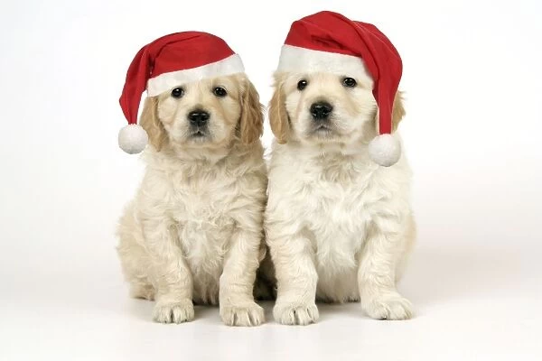 Dog. Golden Retriever puppies (6 weeks) sitting down together wearing Christmas hats. Digital Manipulation: Christmas hats, lifted eyes