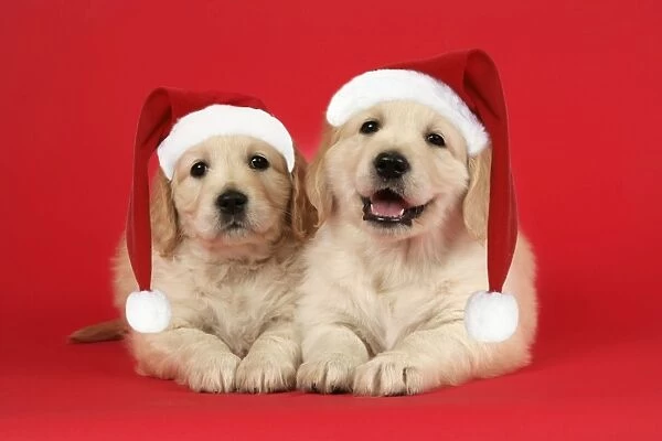 Dog. Golden Retriever puppies (6 weeks) lying down together wearing Christmas hats. Digital Manipulation: hats