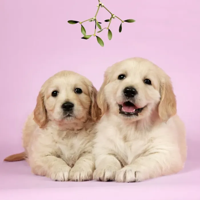 Framed Print : Dog. Golden Retriever puppies (6 weeks) lying down together under mistletoe Framed Print : Dog. Golden Retriever puppies (6 weeks) lying down together under mistletoe