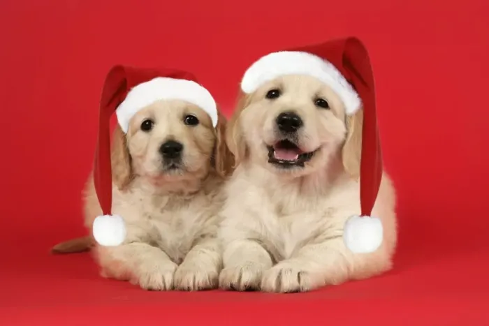 Framed Print : Dog. Golden Retriever puppies (6 weeks) lying down together wearing Christmas hats. Digital Manipulation: hats Framed Print : Dog. Golden Retriever puppies (6 weeks) lying down together wearing Christmas hats. Digital Manipulation: hats