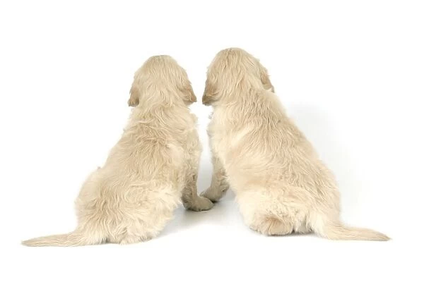 Dog. Golden Retriever puppies (6 weeks) rear view