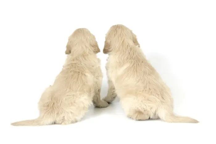 Framed Print : Dog. Golden Retriever puppies (6 weeks) rear view Framed Print : Dog. Golden Retriever puppies (6 weeks) rear view