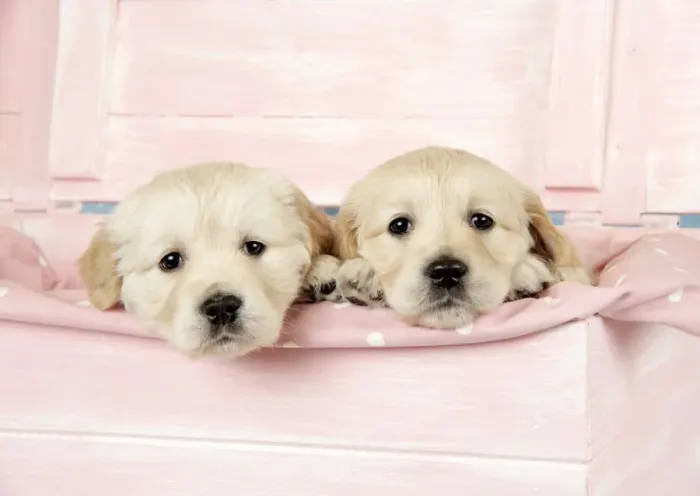 Framed Print : Dog. Golden Retriever puppies (6 weeks) sitting in pink box Framed Print : Dog. Golden Retriever puppies (6 weeks) sitting in pink box