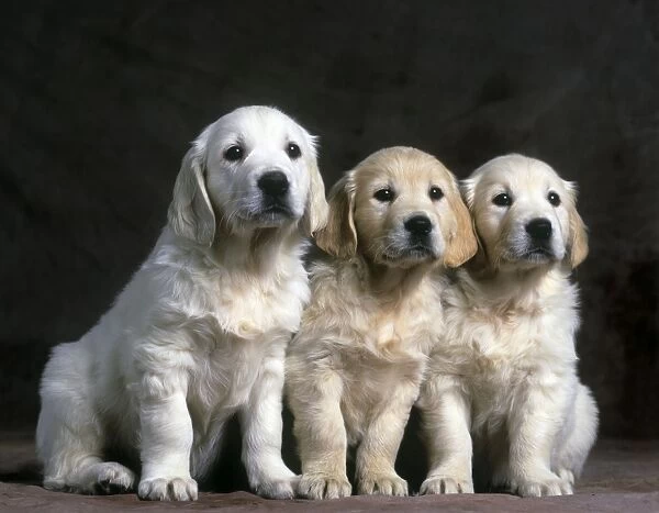 Dog - Golden Retriever puppies