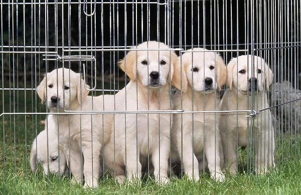 DOG - Golden Retriever puppies, in puppy cage