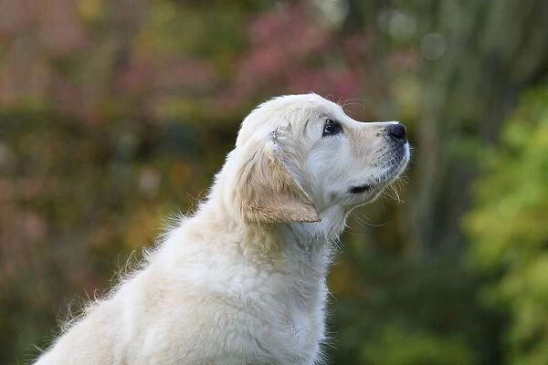 DOG. Golden Retriever puppy ( 12 weeks old ) sitting in a garden looking up, profile portrait, autumn time