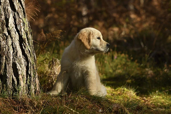 DOG. Golden Retriever puppy ( 12 weeks old ) sitting in pine forest, autumn time