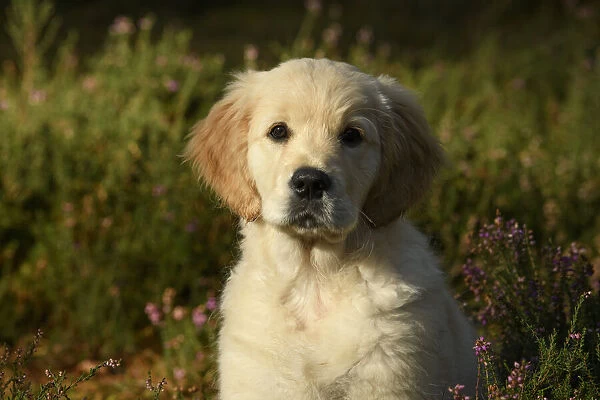 DOG. Golden Retriever puppy ( 12 weeks old ) sitting in heather, autumn time