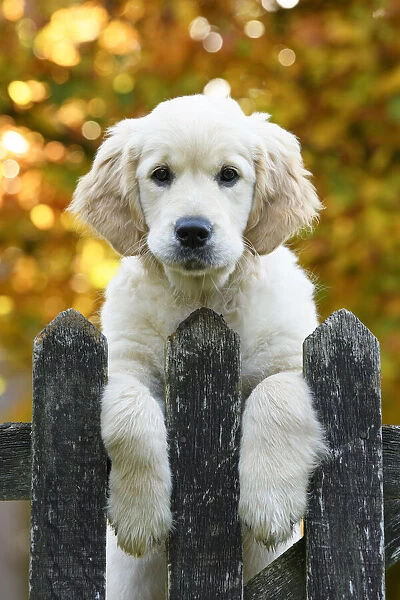 DOG. Golden Retriever puppy ( 12 weeks old ) looking over an old gate, paws over, autumn time