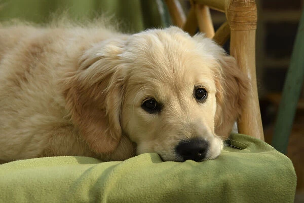 DOG. Golden Retriever puppy ( 12 weeks old ) sleepy, laying in a chair, eyes open