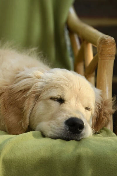 DOG. Golden Retriever puppy ( 12 weeks old ) sleepy, laying in a chair, eyes closed