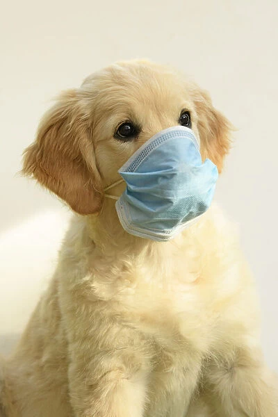 DOG. Golden Retriever puppy ( 12 weeks old ) sitting wearing a mask
